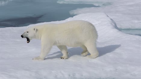 Nahaufnahme-Eines-Eisbären-Zu-Fuß-Auf-Dem-Meereis-In-Prince-Regent-Inlet-In-Der-Nähe-Von-Baffin-Island-In-Nunavut-Kanada?