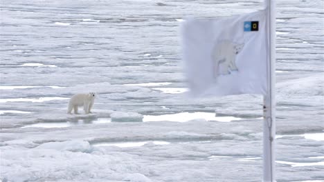 Ein-Eisbär-Auf-Dem-Meereis-Und-Die-Eisbärenflagge-Des-Schiffs-In-Bjornsundet-Auf-Spitzbergen-Im-Svalbard-archipel-Norwegen