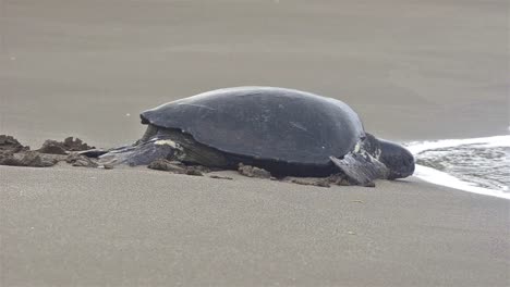 Grüne-Meeresschildkröte,-Die-In-Playa-Espumilla-Auf-Der-Insel-Santiago-Im-Nationalpark-Der-Galapagos-Inseln-Und-Im-Meeresschutzgebiet-Ecuador-In-Den-Ozean-Zurückkehrt