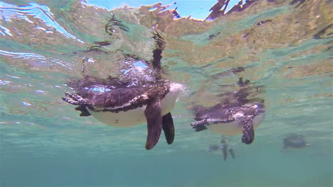 Pingüinos-De-Galápagos-Nadan-Bajo-El-Agua