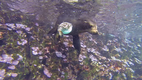 Ein-Seelöwe-Und-Ein-Kugelfisch-Spielen-In-Dieser-Interspezies-Aufnahme-Auf-Den-Galapagos-Inseln-Unter-Wasser-Zusammen