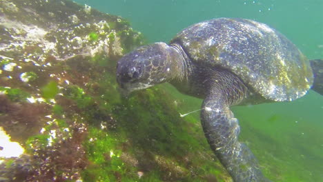Wunderschöne-Unterwasseraufnahmen-Einer-Meeresschildkröte,-Die-Auf-Den-Galapagos-Inseln-Ecuador-Schwimmt