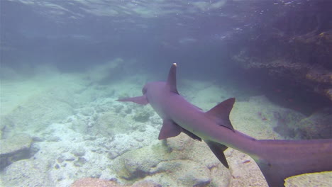 Sehr-Gute-Aufnahmen-Von-Einem-Weißspitzen-Riffhai,-Der-Unter-Wasser-Schwimmt