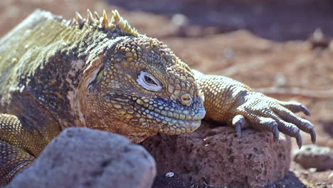 Extreme-close-up-of-a-land-iguana-giant-lizard-on-the-Galapagos-Islands