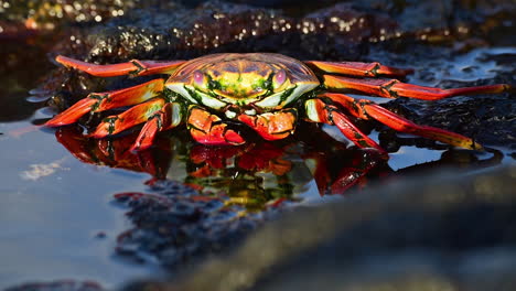 Bright-red-Sally-Lightfoot-crab-near-the-shore-in-the-Galapagos-Islands