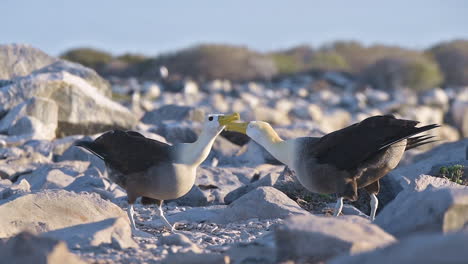 Hermosa-Foto-De-Albatros-Ondeando-Cortejando-En-Un-Ritual-De-Apareamiento-En-Las-Islas-Galápagos