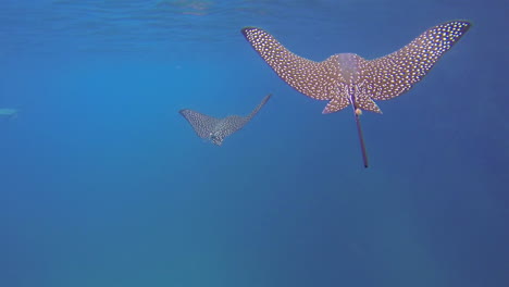 Zwei-Schöne-Rochen-Schwimmen-Unter-Wasser-Auf-Den-Galapagosinseln