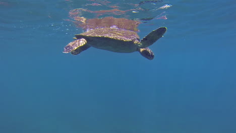 Wunderschöne-Unterwasseraufnahmen-Einer-Meeresschildkröte,-Die-Auf-Den-Galapagosinseln-Ecuador-Schwimmt-1