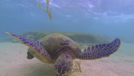 Schöne-Aufnahme-Einer-Meeresschildkröte,-Die-Unter-Wasser-Algen-Isst
