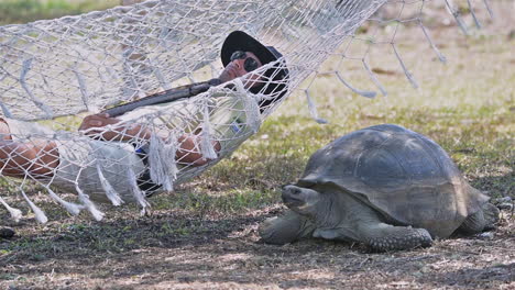 Ein-Mann-Schläft-In-Einer-Hängematte-Neben-Einer-Riesigen-Landschildkröte-Auf-Den-Galapagos-Inseln