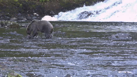 An-Alaskan-bear-catches-salmon-in-a-río