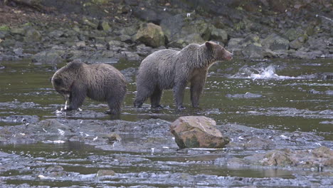 Alaskan-bear-and-cub-catch-salmon-in-a-río-in-Alaska