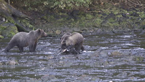Alaskan-bear-and-cub-catch-salmon-in-a-río-in-Alaska-1