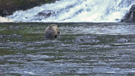 An-Alaskan-bear-catches-salmon-in-a-río-1