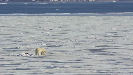 A-polar-bear-struggles-on-a-melting-ice-floe-due-to-the-effects-of-manmade-global-warming