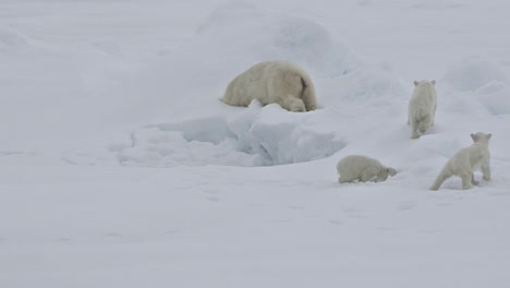 A-polar-bear-and-baby-cubs-struggle-in-on-an-ice-floe-as-global-warming-affects-sea-ice-levels