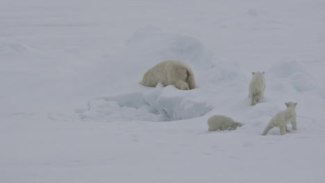 Ein-Eisbär-Und-Babybabys-Kämpfen-Auf-Einer-Eisscholle,-Da-Die-Globale-Erwärmung-Den-Meereisspiegel-Beeinflusst-2