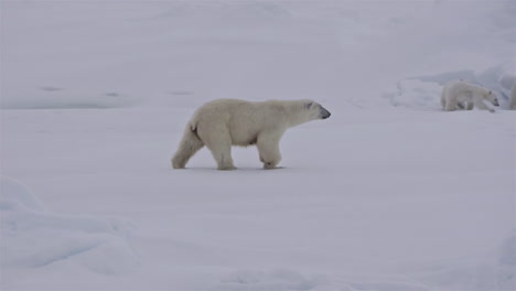 A-polar-bear-and-baby-cubs-struggle-in-on-an-ice-floe-as-global-warming-affects-sea-ice-levels-3