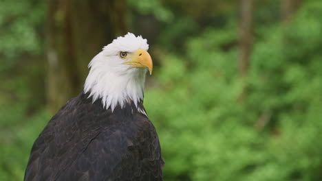 Close-up-of-a-bald-eagle-calling