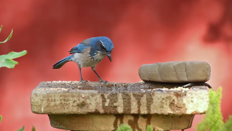 A-beautiful-shot-of-a-blue-jay-bird-at-a-birdbath
