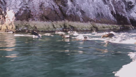 Schöne-Aufnahme-Von-Seelöwen,-Die-In-Baja-California-Mexico-Schwimmen-Und-Aus-Dem-Meer-Springen