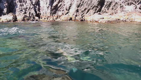 Schöne-Aufnahme-Von-Seelöwen,-Die-In-Baja-California-Mexiko-Schwimmen-Und-Aus-Dem-Meer-Springen-1