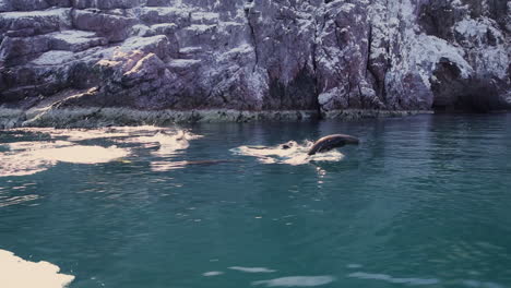 Schöne-Aufnahme-Von-Seelöwen,-Die-In-Baja-California-Mexico-Schwimmen-Und-Aus-Dem-Meer-Springen-2