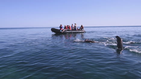 Tourists-in-a-zodiac-watch-sea-lions-swimming-and-jumping-out-of-ocean-in-Baja-California-Mexico