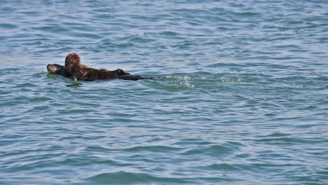 A-sea-otter-mother-carries-her-pup-on-her-chest-while-swimming