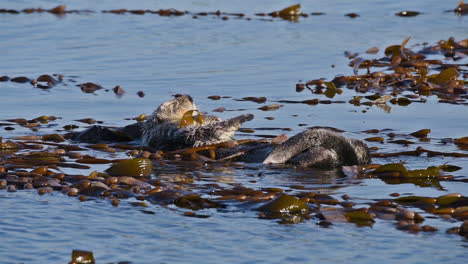 Sea-otters-wach-and-scrub-with-seaweed-on-their-backs-floating-in-the-sea