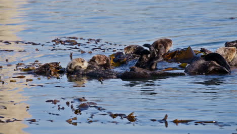 Sea-otters-wach-and-scrub-with-seaweed-on-their-backs-floating-in-the-sea-1