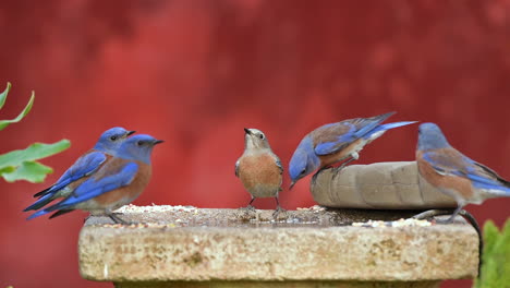 Los-Pájaros-Azules-Del-Oeste-Disfrutan-De-Un-Baño-Para-Pájaros