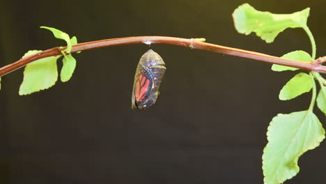 A-monarch-butterfly-undergoes-metamorphosis-in-this-time-lapse-shot-1