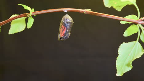 A-monarch-butterfly-undergoes-metamorphosis-in-this-time-lapse-shot-2
