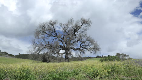 Dolly-shot-time-lapse-of-storm-clouds-passing-by-a-valley-oak-tree-in-Oak-View-California