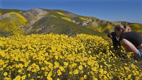 Carrizo-Plain-California-Daisy-Wildflowers-Superbloom-Und-Junges-Mädchen-Fotograf-Schwenk-Nach-Rechts-1