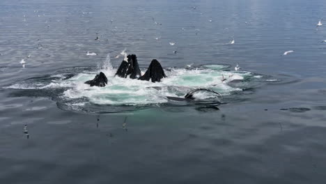 Amazing-shot-of-humpback-whales-in-pod-Southeast-Alaska-bubblenet-feeding
