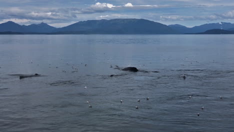 Southeast-Alaska-Humpback-Whale-pod-spouting-and-flukes-diving