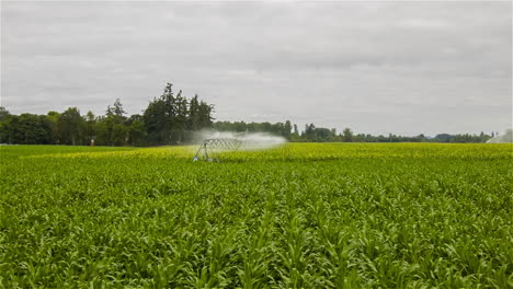 An-vista-aérea-over-a-sprinkler-system-watering-an-agricultural-field