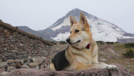 A-beautiful-dog-sits-on-a-rock-in-the-wilderness