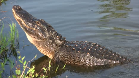 An-alligator-in-the-Everglads-raises-his-head-3