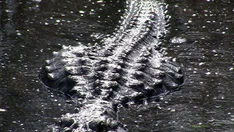 Alligators-swims-towards-the-viewer-in-the-Everglades