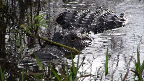 Alligators-swims-towards-the-viewer-in-the-Everglades-1