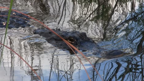 Alligators-swims-towards-the-viewer-in-the-Everglades-2