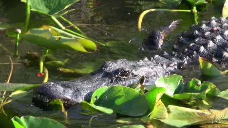 Alligators-swims-towards-the-viewer-in-the-Everglades-3