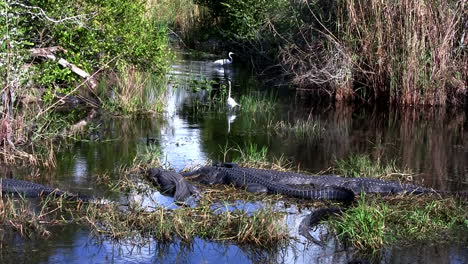 Wide-shot-of-an-alligator-sleeping-in-a-swamp-in-the-Everglades