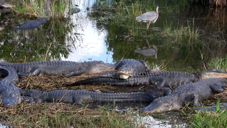 Wide-shot-of-alligators-sleeping-in-a-swamp-in-the-Everglades-1