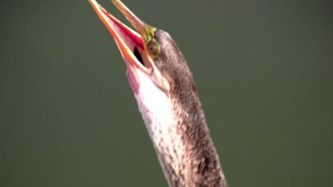 Vögel-Des-Mangrovenwaldes-Pin-The-Everglades-4