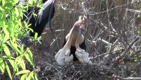 Vögel-Des-Mangrovenwaldes-Stecken-Die-Everglades-13