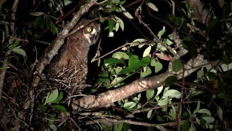 A-great-horned-owl-peers-from-the-branches-of-a-tree-at-night-3